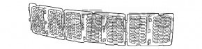 Решетка радиатора Jeep Grand Cherokee WK2 14-16 соты серебро
